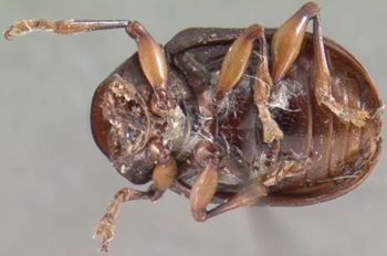 Media type: image; Entomology 9807   Aspect: habitus ventral view